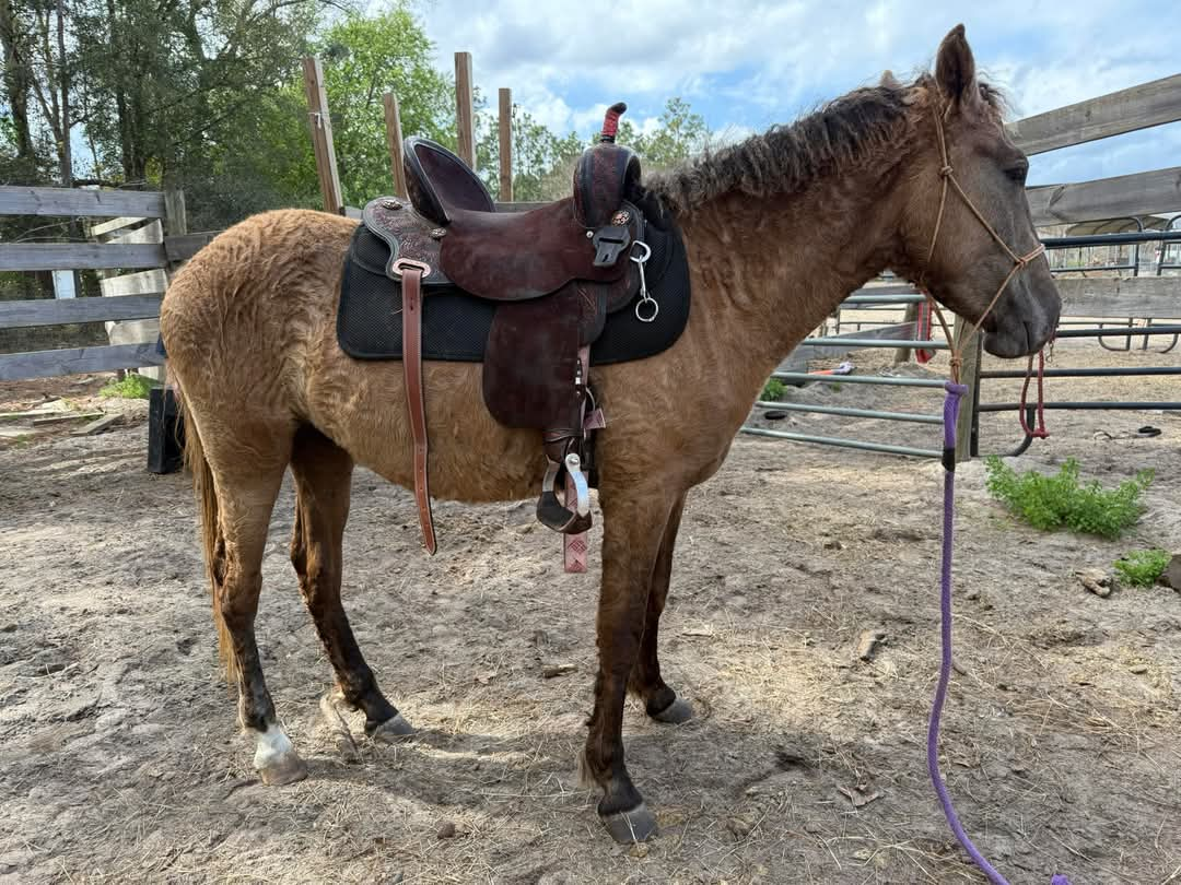 Western saddle fitting available for your horse in Florida and Georgia.