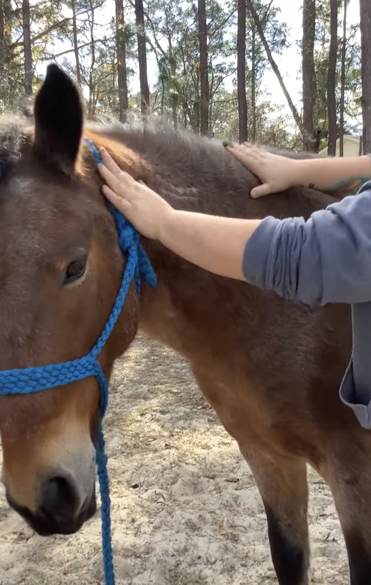 Equine massage service for Florida and Georgia.